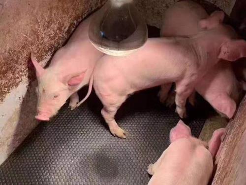 青岛云程给您讲解猪舍垫的优势